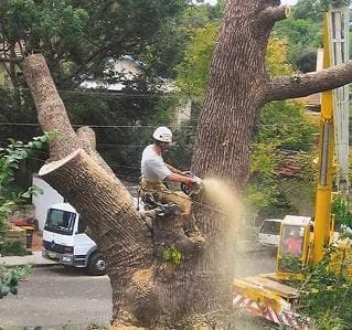 Sydney Tree Solutions tree services work in Northbridge