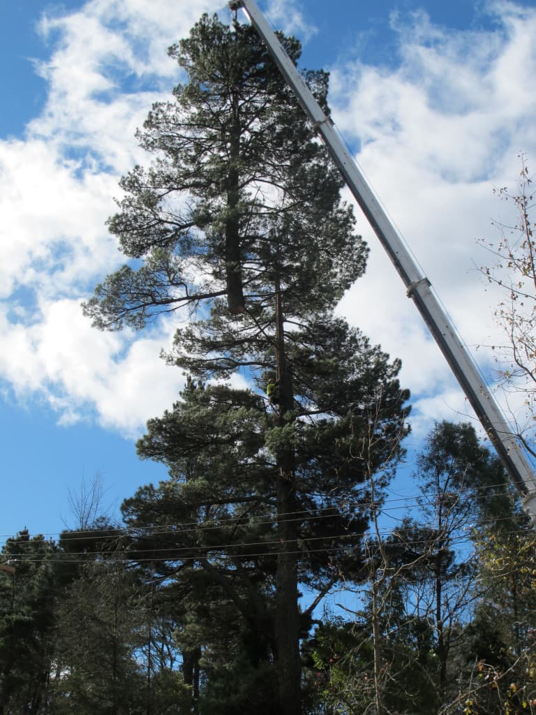 Sydney Tree Solutions tree services work in Northbridge