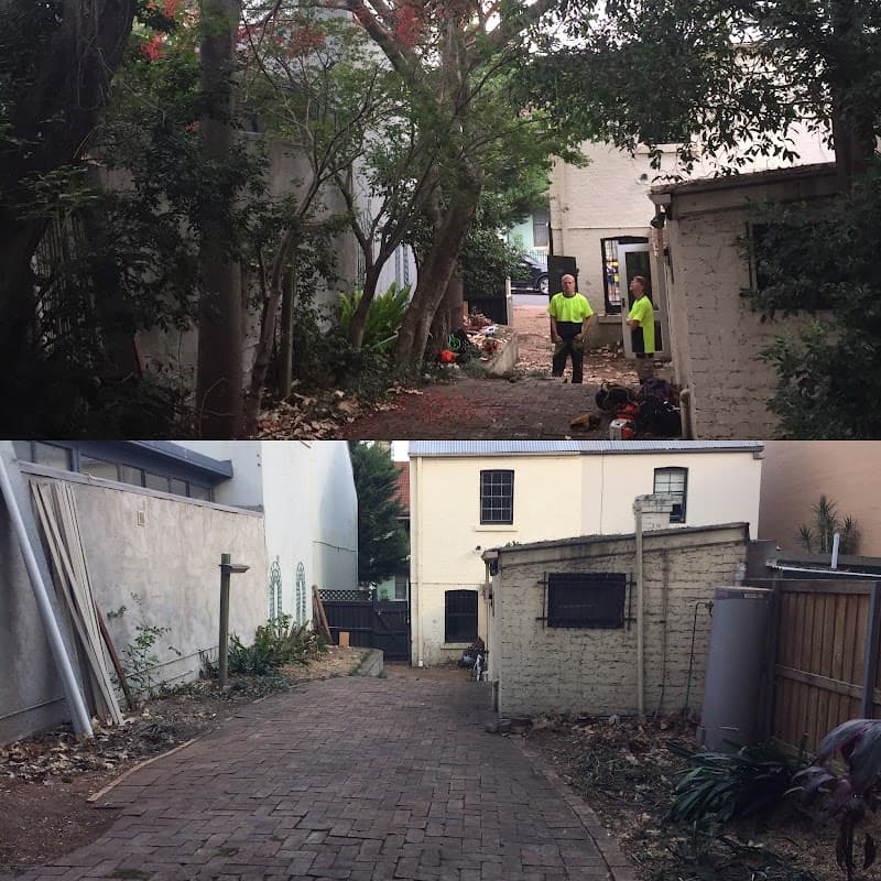 Sydney Tree Solutions tree services work in Northbridge