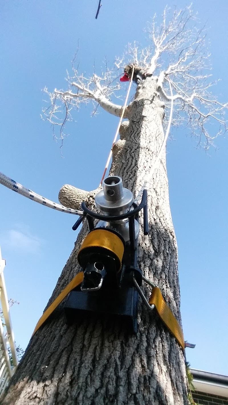 Sydney Tree Works tree services work in Engadine