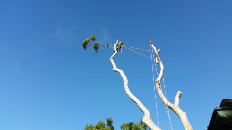 Sydney Tree Works tree services work in Engadine