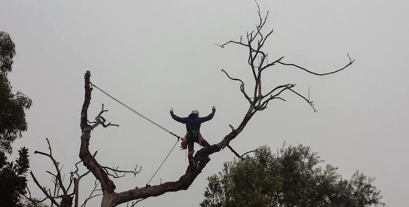Sydney Tree Works tree services work in Engadine