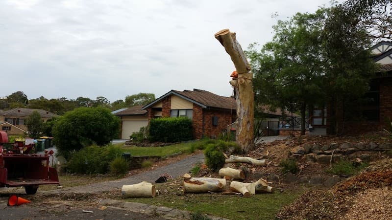 Sydney Tree Works tree services work in Engadine