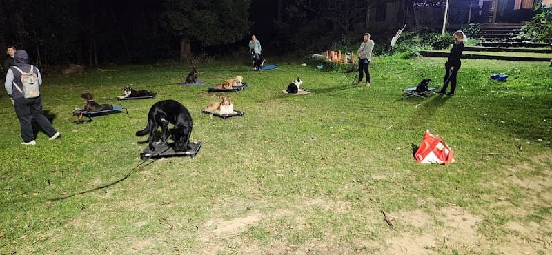 Synergy Dog Training dog training work in Warner