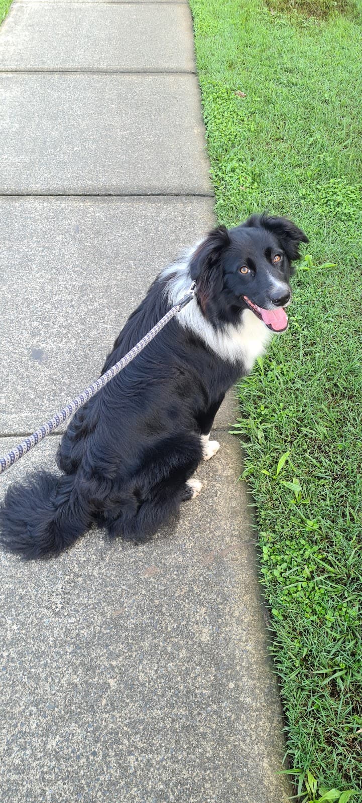 Synergy Dog Training dog training work in Warner