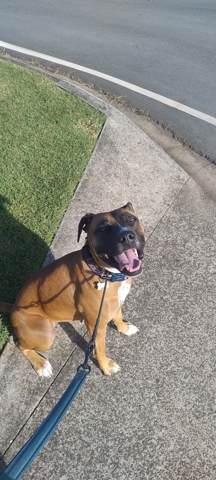 Synergy Dog Training dog training work in Warner