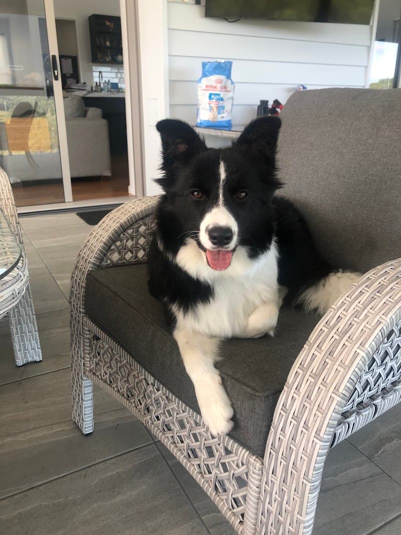 Synergy Dog Training dog training work in Warner