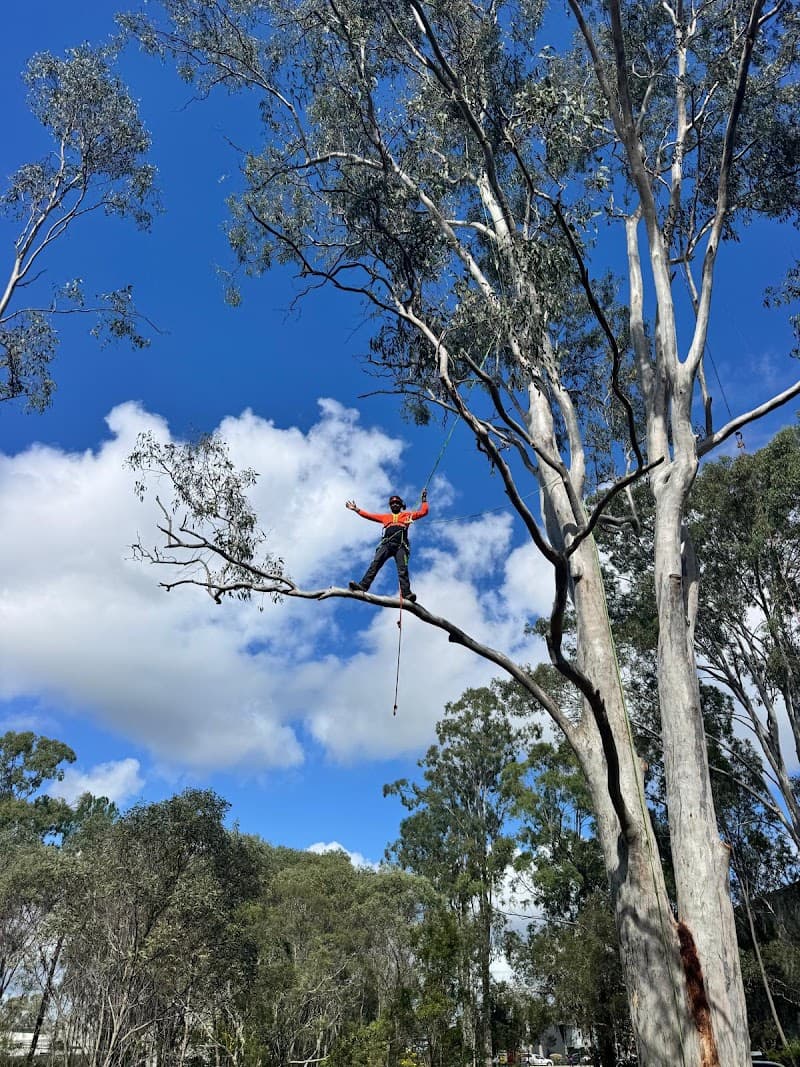 T-Rex tree services tree services work in Burpengary