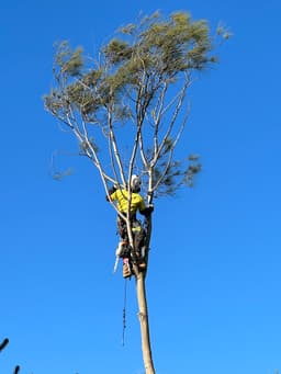 Tailored Tree Care