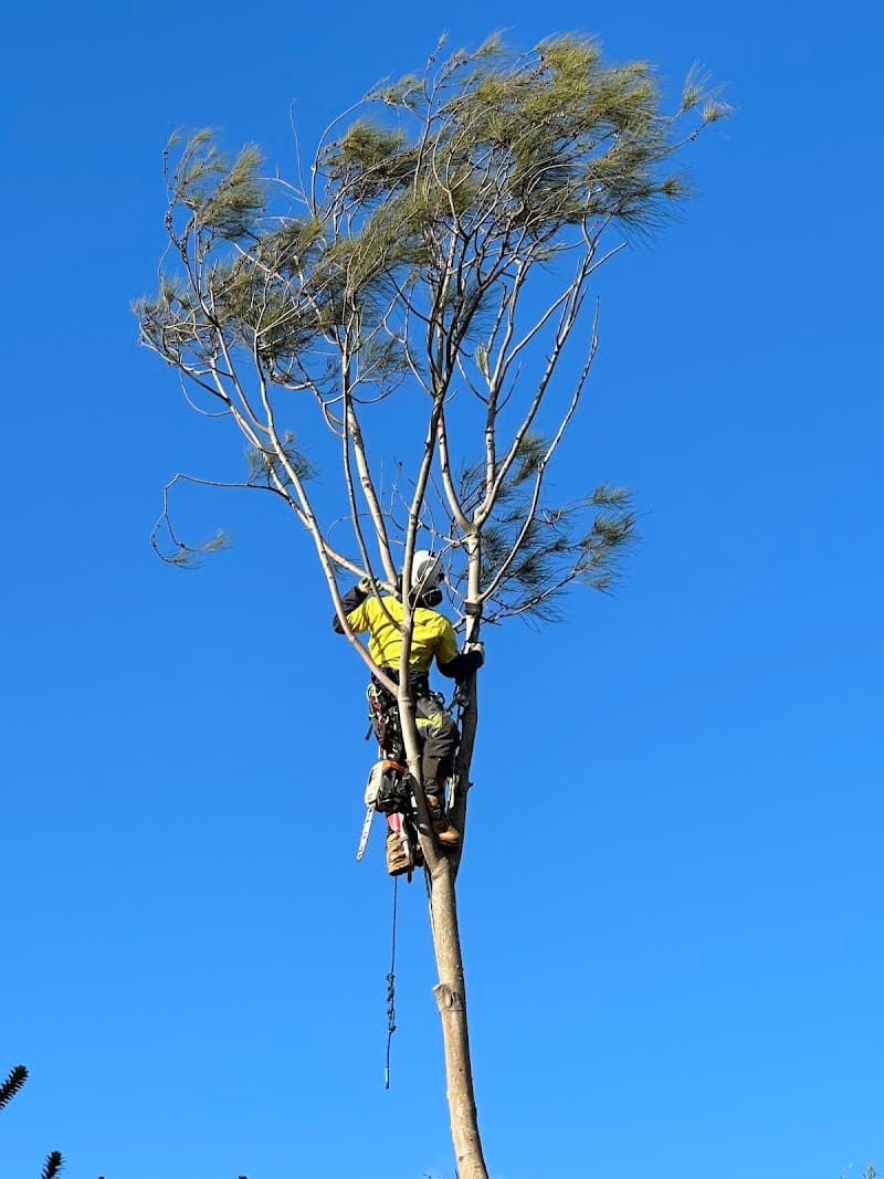 Tailored Tree Care tree services work in Bannockburn