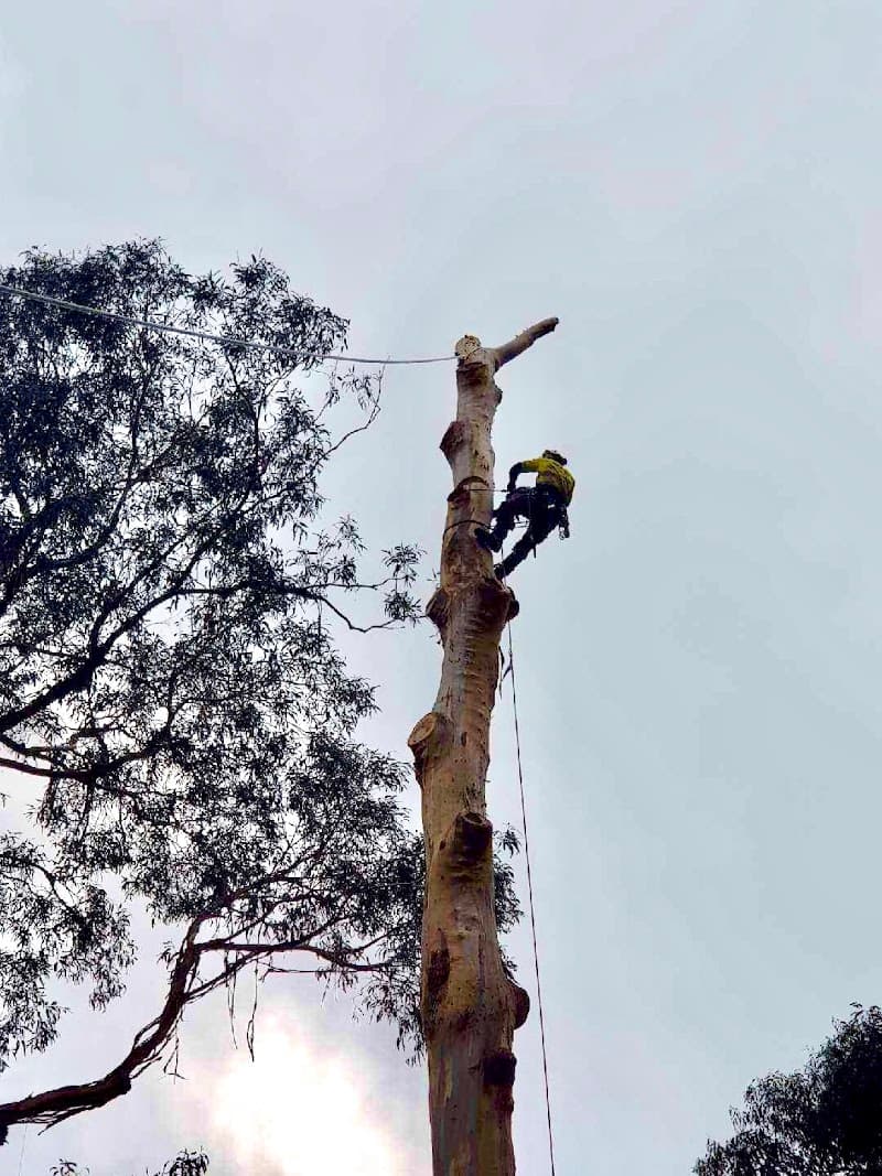 Tailored Tree Care tree services work in Bannockburn