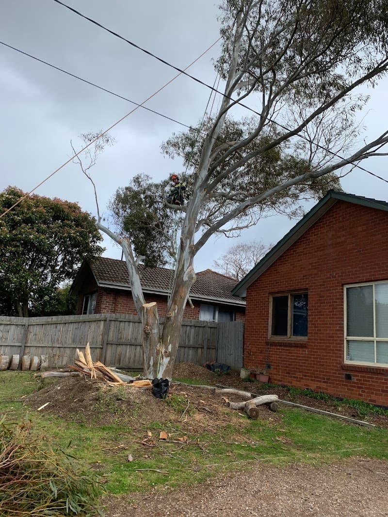Tailored Tree Care tree services work in Bannockburn