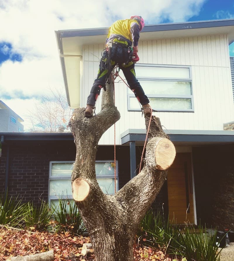 Tailored Tree Care tree services work in Bannockburn