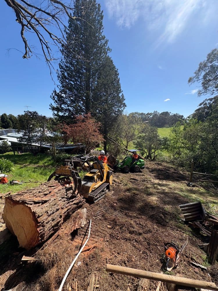 Taking Care of Trees tree services work in Holden Hill