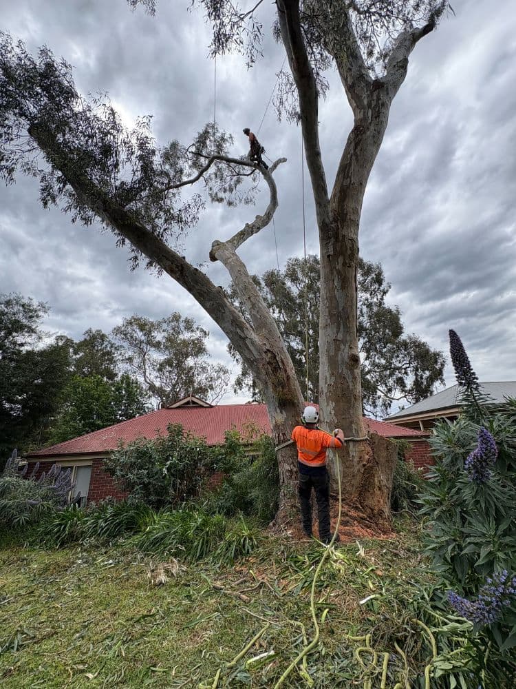 Taking Care of Trees tree services work in Holden Hill