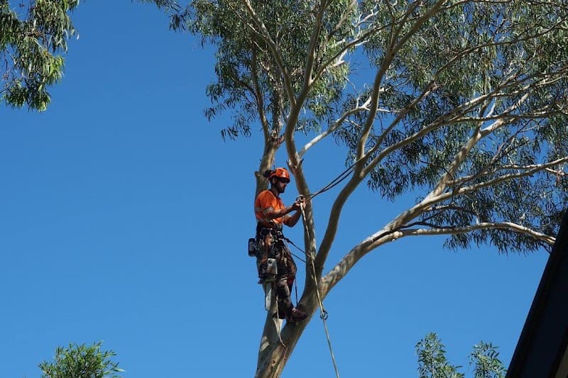 Taking Care of Trees tree services work in Holden Hill