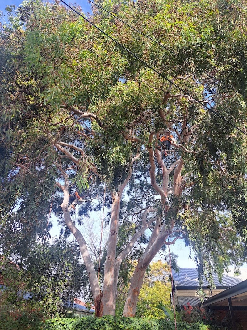 Taking Care of Trees tree services work in Holden Hill