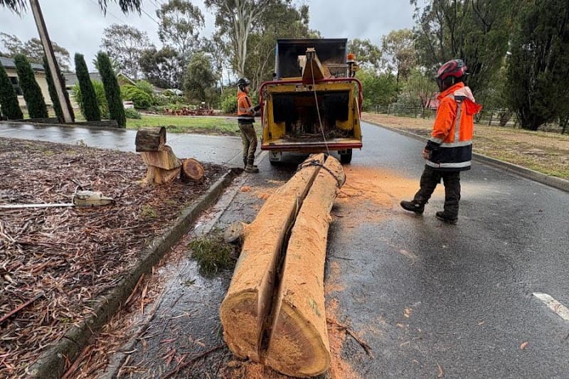 Taking Care of Trees tree services work in Holden Hill