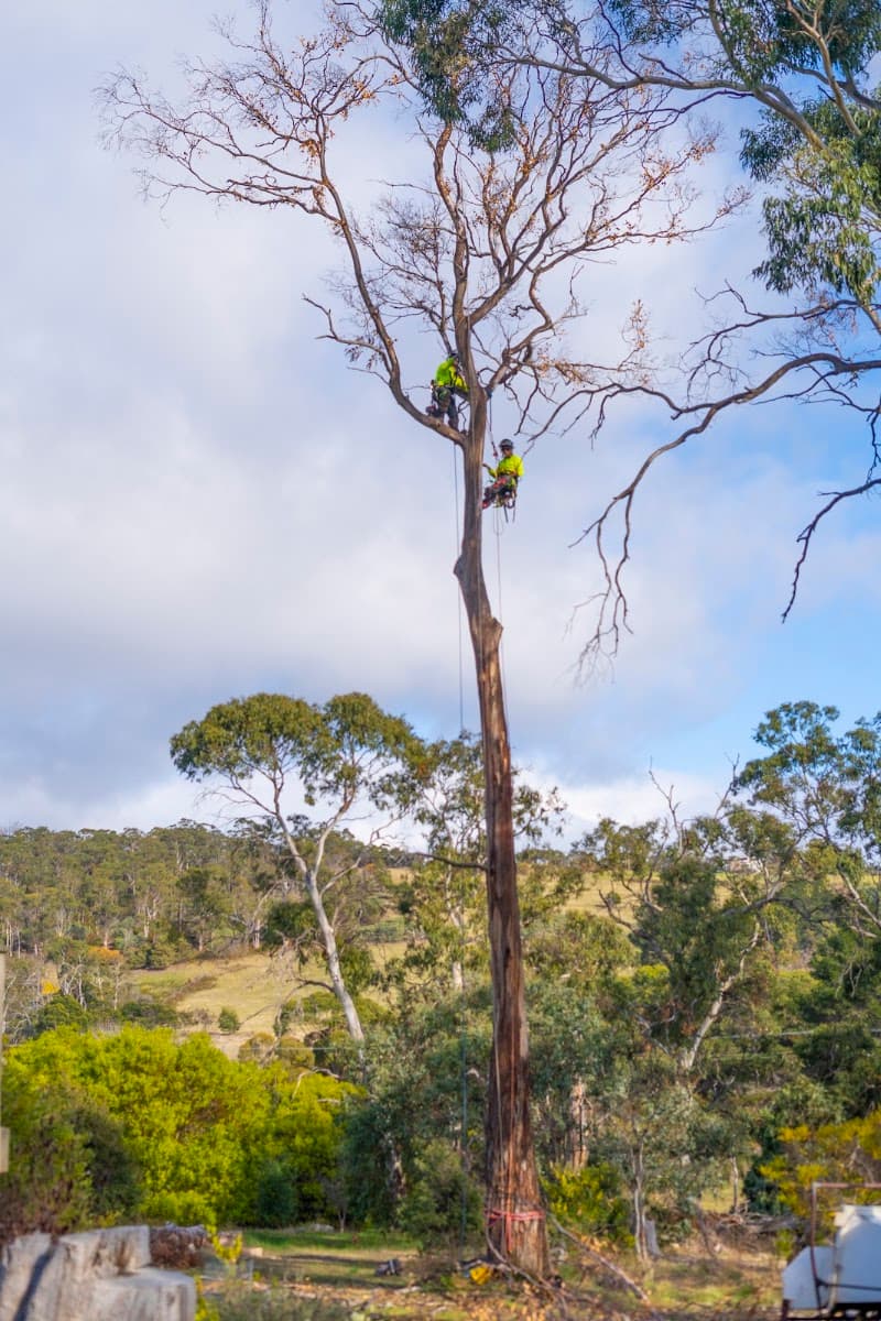 Tasmanian Tree Care tree services work in Hobart