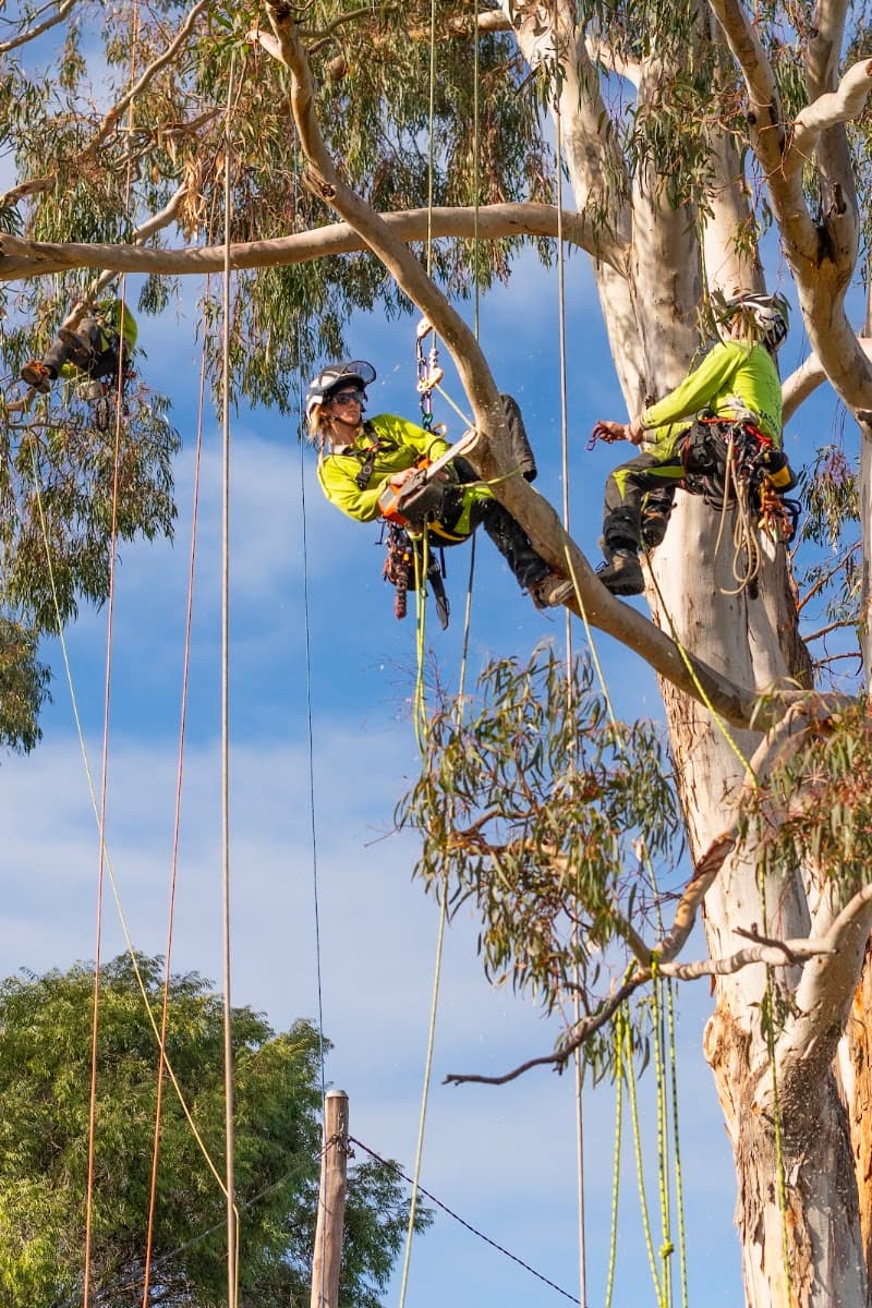 Tasmanian Tree Care tree services work in Hobart