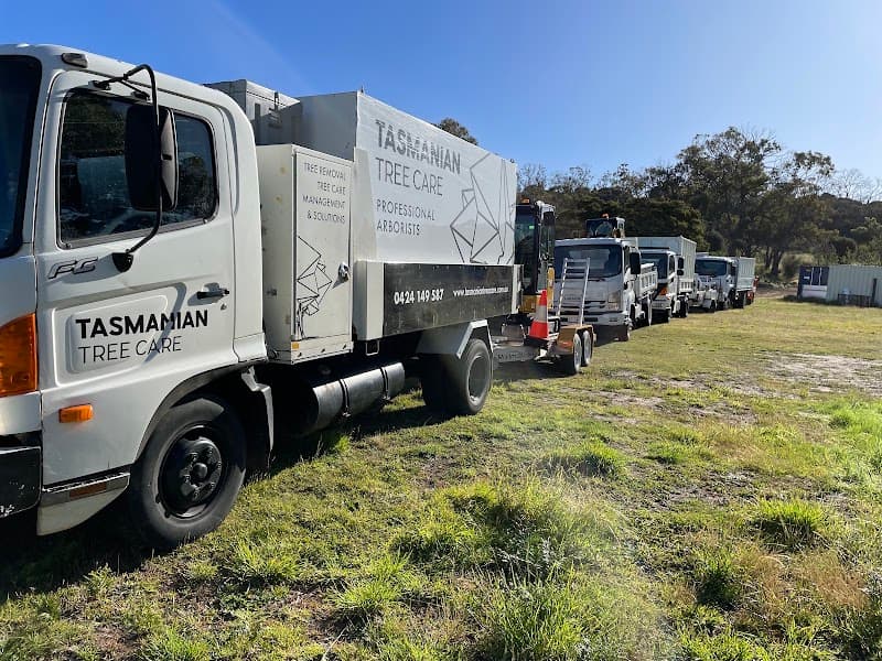 Tasmanian Tree Care tree services work in Hobart