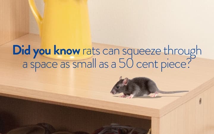 Termi Home & Commercial CQ pest control work in Yeppoon