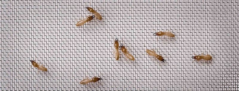 Termimesh Adelaide pest control work in Wayville