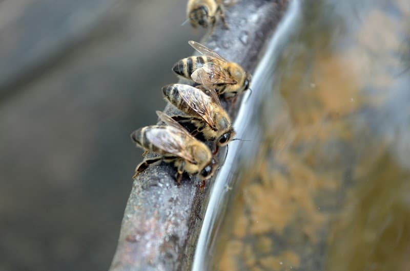Termite Control Melbourne RF pest control work in Melbourne