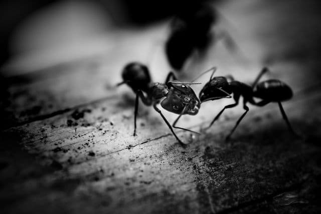 Termite Free Naturally pest control work in Marino