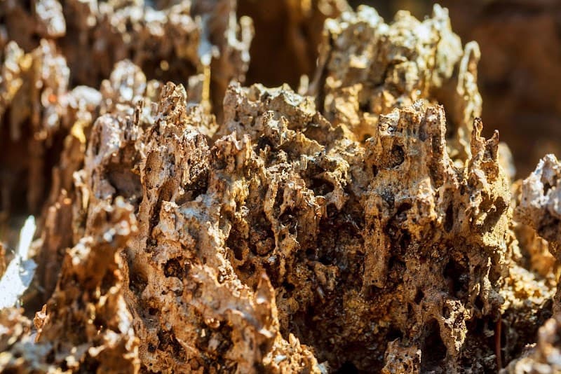 Termite Free Naturally pest control work in Marino