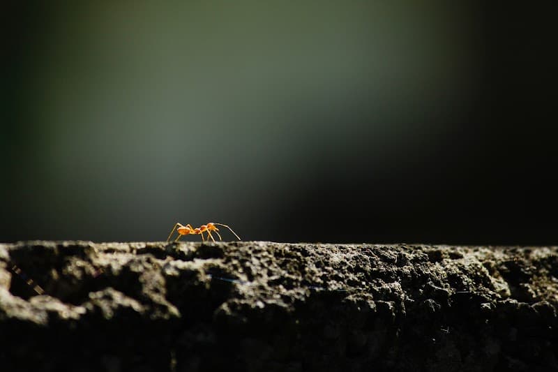 Termites Gone pest control work in Deeragun