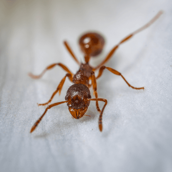 Termites Gone pest control work in Deeragun