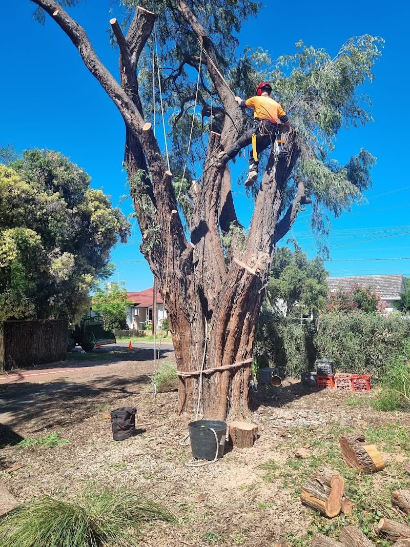 The Adelaide Tree Surgery tree services work in Black Forest