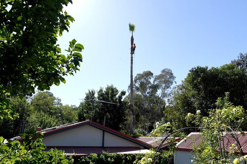 The Adelaide Tree Surgery tree services work in Black Forest