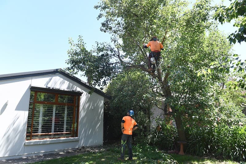 The Adelaide Tree Surgery tree services work in Black Forest