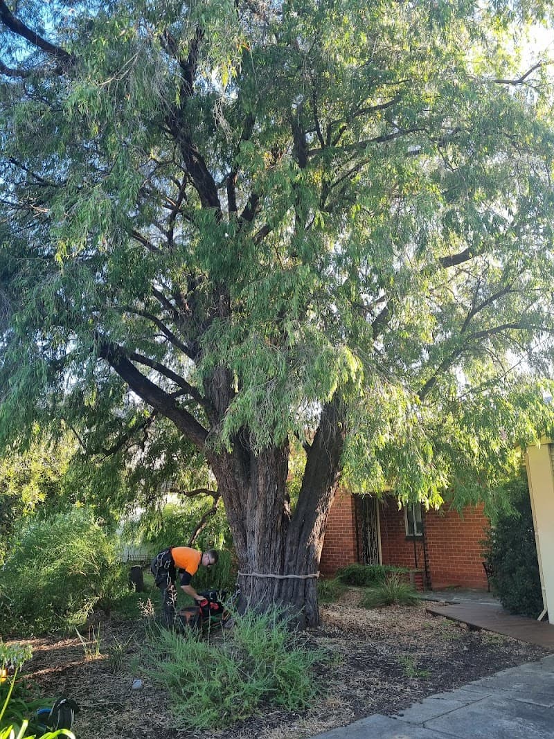 The Adelaide Tree Surgery tree services work in Black Forest