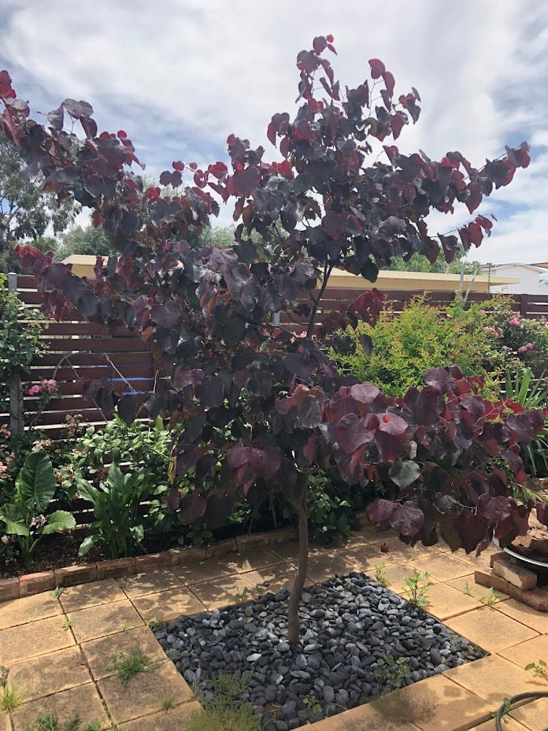 The Adelaide Tree Surgery tree services work in Black Forest