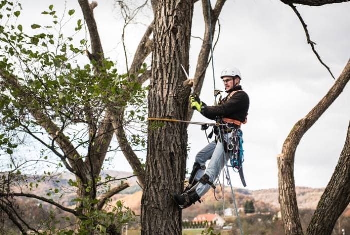 The Arborist Experts tree services work in Forrest