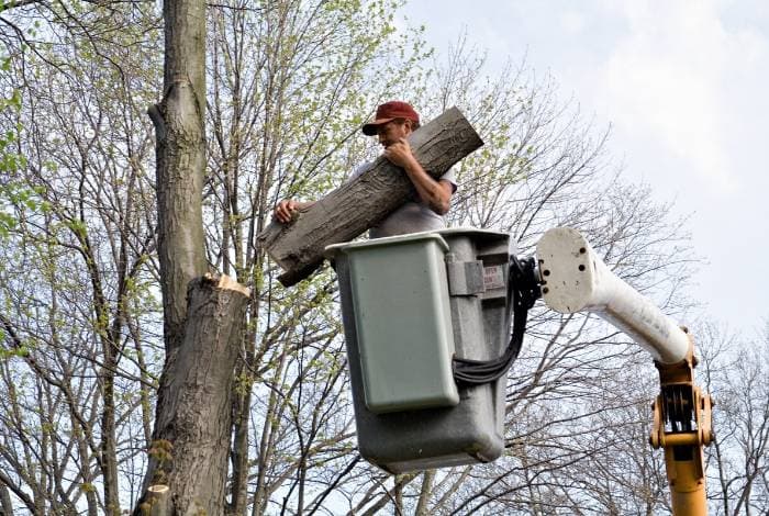 The Arborist Experts tree services work in Forrest