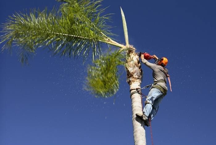 The Arborist Experts tree services work in Forrest