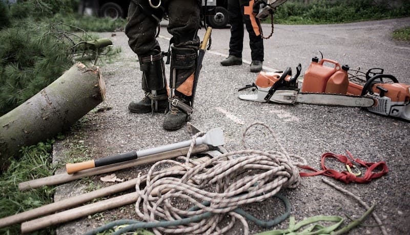 The Arborist Experts tree services work in Forrest
