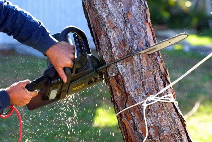 The Arborist Experts tree services work in Forrest