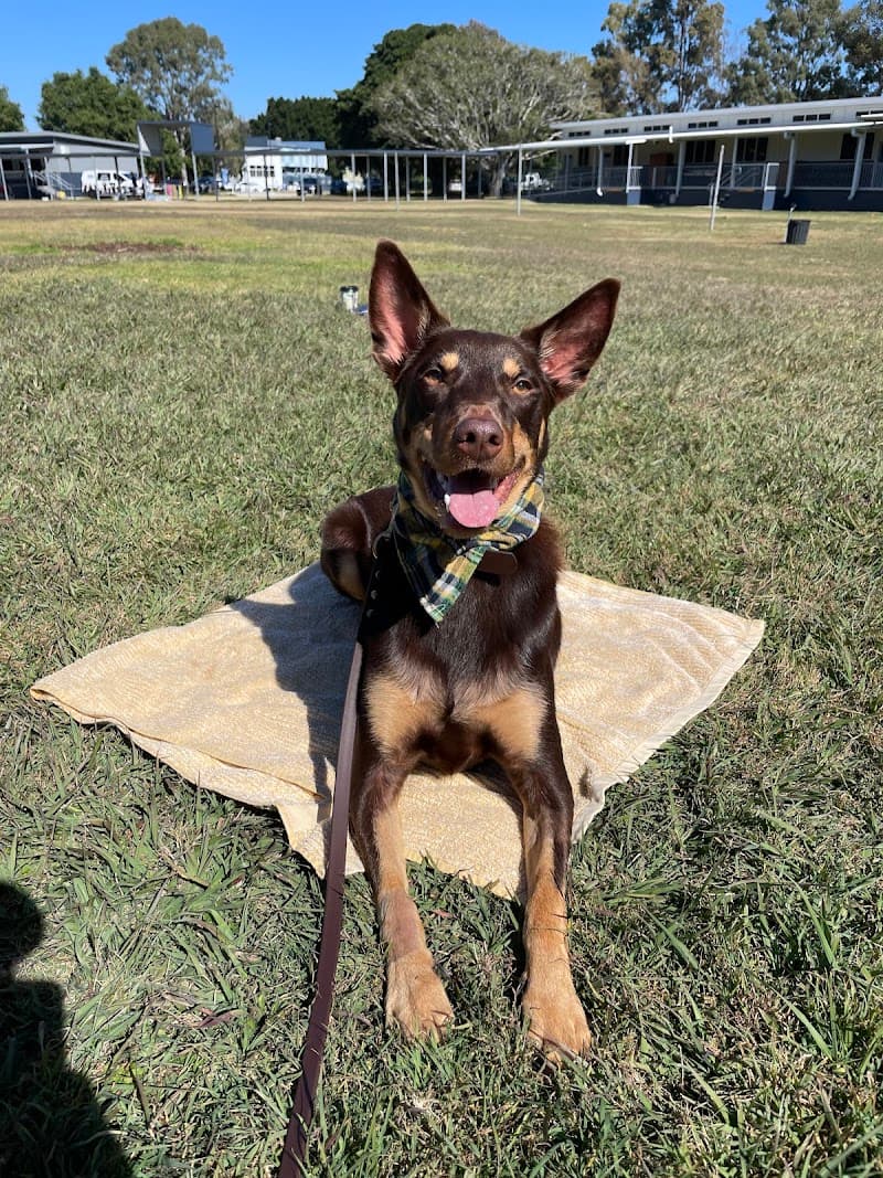The Canine Classroom | Dog Training Coorparoo dog training work in Coorparoo