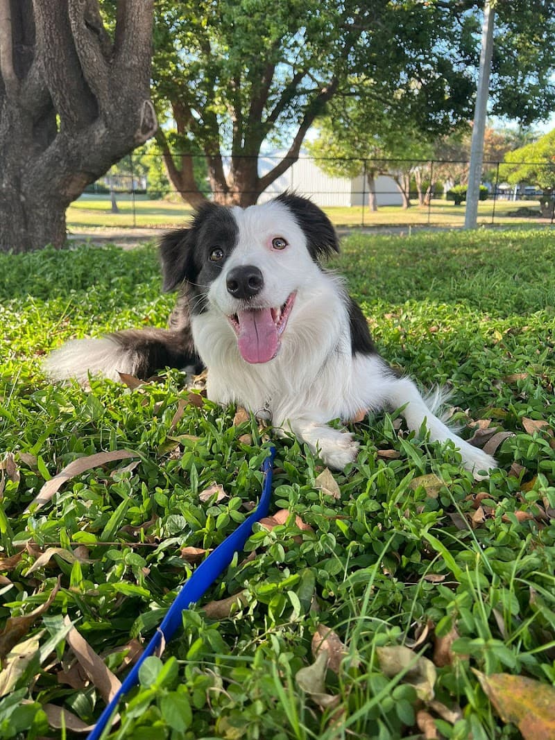 The Canine Classroom | Dog Training Coorparoo dog training work in Coorparoo