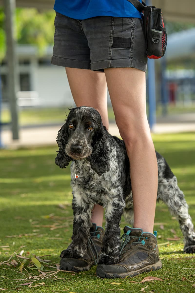 The Canine Classroom | Dog Training Coorparoo dog training work in Coorparoo