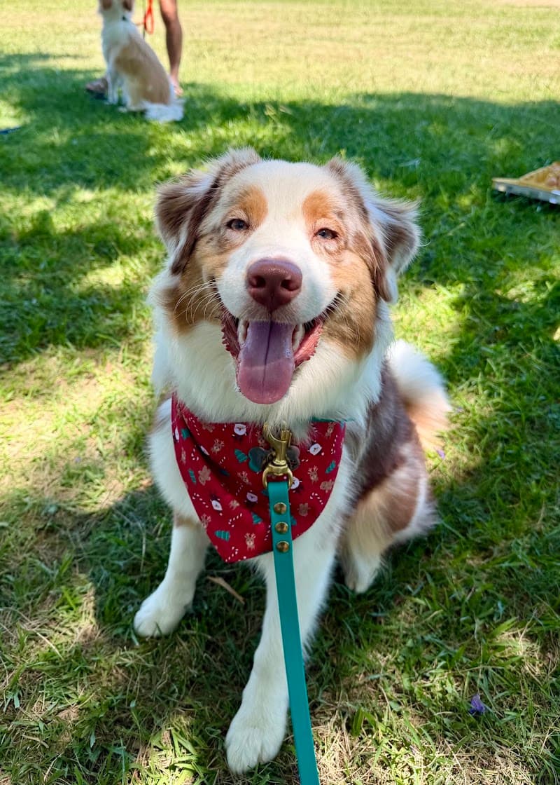 The Canine Classroom | Dog Training Coorparoo dog training work in Coorparoo