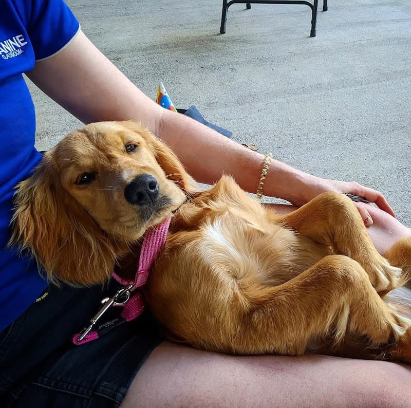 The Canine Classroom | Dog Training Coorparoo dog training work in Coorparoo