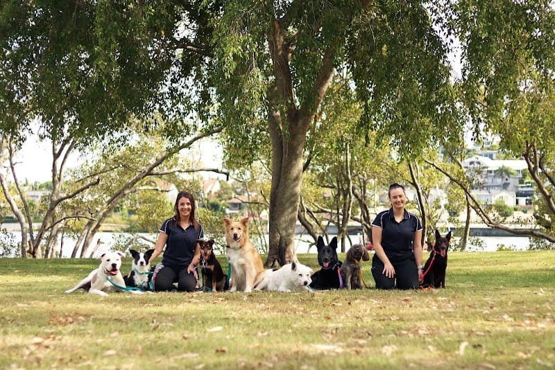 The Evolved Canine dog training work in Bulimba