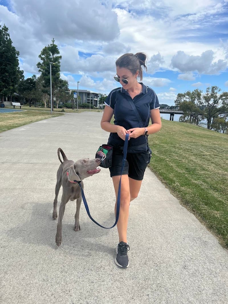The Evolved Canine dog training work in Bulimba