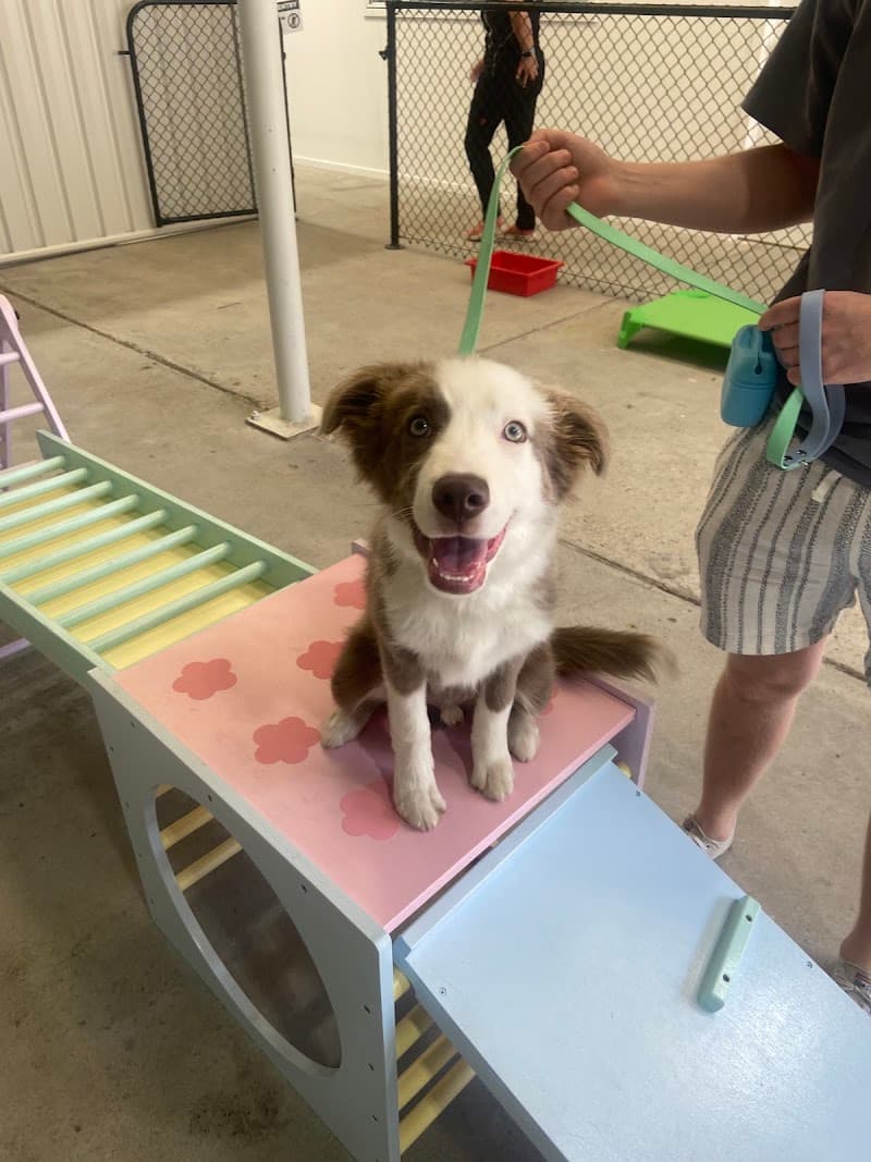The Evolved Canine dog training work in Bulimba